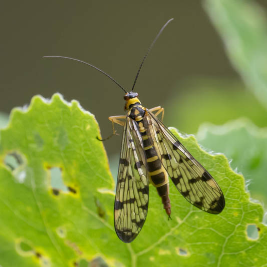 Panorpa germanica (German Scorpionfly).jpg
